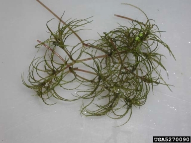 brittleleaf naiad, Najas minor  (Najadales: Najadaceae) - 5270090