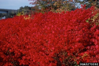 winged burning bush, Euonymus alatus  (Celastrales: Celastraceae) - 5270092