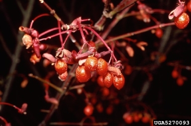 winged burning bush, Euonymus alatus  (Celastrales: Celastraceae) - 5270093