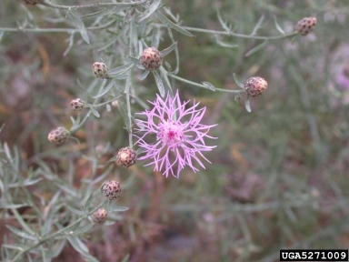 spotted knapweed, Centaurea stoebe ssp. micranthos (Asterales: Asteraceae) - 5271009