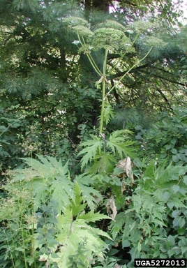 giant hogweed, Heracleum mantegazzianum  (Apiales: Apiaceae) - 5272013