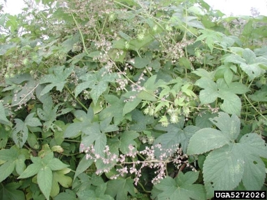 Japanese hop, Humulus japonicus  (Urticales: Cannabaceae) - 5272026