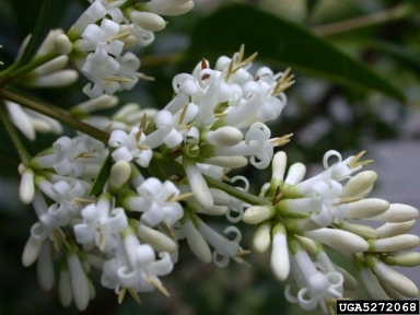 European privet, Ligustrum vulgare  (Scrophulariales: Oleaceae) - 5272068