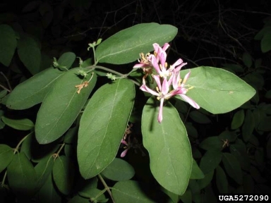 Bell's honeysuckle, Lonicera x bella  (Dipsacales: Caprifoliaceae) - 5272090