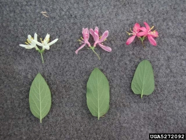Bell's honeysuckle, Lonicera x bella  (Dipsacales: Caprifoliaceae) - 5272092