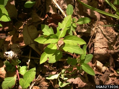 Japanese honeysuckle, Lonicera japonica  (Dipsacales: Caprifoliaceae) - 5273036