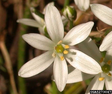 star-of-Bethlehem, Ornithogalum umbellatum  (Liliales: Liliaceae) - 5273047