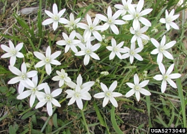 star-of-Bethlehem, Ornithogalum umbellatum  (Liliales: Liliaceae) - 5273048