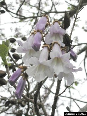 princesstree, Paulownia tomentosa  (Scrophulariales: Scrophulariaceae) - 5273051