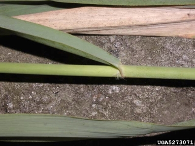 common reed, Phragmites australis  (Cyperales: Poaceae) - 5273071