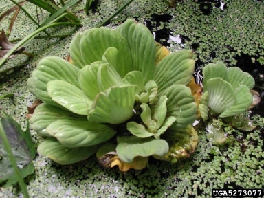 waterlettuce, Pistia stratiotes  (Arales: Araceae) - 5273077