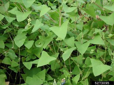 mile-a-minute weed, Persicaria perfoliata  (Polygonales: Polygonaceae) - 5273095