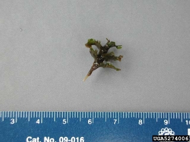 curlyleaf pondweed, Potamogeton crispus  (Najadales: Potamogetonaceae) - 5274006