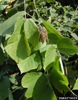 kudzu, Pueraria montana var. lobata (Fabales: Fabaceae (Leguminosae)) - 5274009