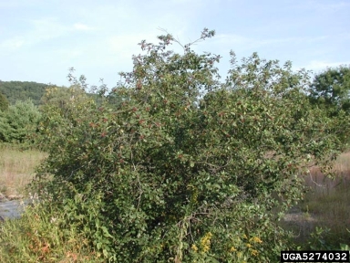 glossy buckthorn, Frangula alnus  (Rhamnales: Rhamnaceae) - 5274032
