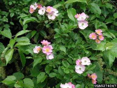 multiflora rose, Rosa multiflora  (Rosales: Rosaceae) - 5274047