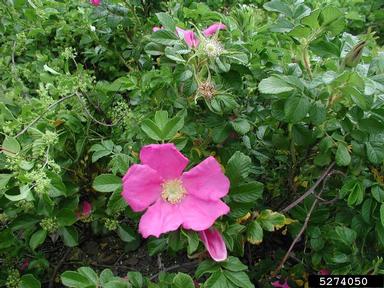 Seaside rose, Rosa rugosa  (Rosales: Rosaceae) - 5274050