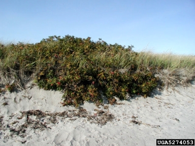 Seaside rose, Rosa rugosa  (Rosales: Rosaceae) - 5274053