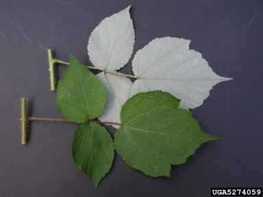 wine raspberry, Rubus phoenicolasius  (Rosales: Rosaceae) - 5274059