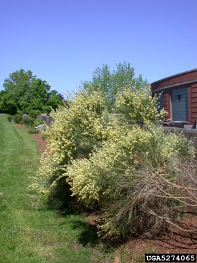 Scotch broom, Cytisus scoparius  (Fabales: Fabaceae (Leguminosae)) - 5274065