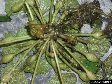 water-chestnut, Trapa natans  (Myrtales: Trapaceae) - 5274097