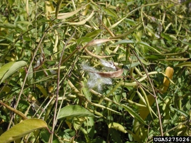 dog-strangling vine, European swallowwort, Cynanchum rossicum  (Gentianales: Asclepiadaceae) - 5275026