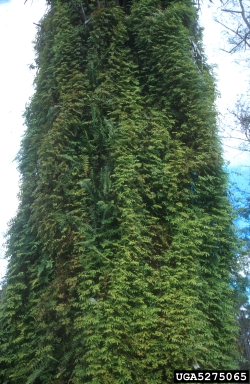 old world climbing fern, Lygodium microphyllum  (Polypodiales: Lygodiaceae) - 5275065