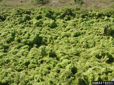 old world climbing fern, Lygodium microphyllum  (Polypodiales: Lygodiaceae) - 5276001