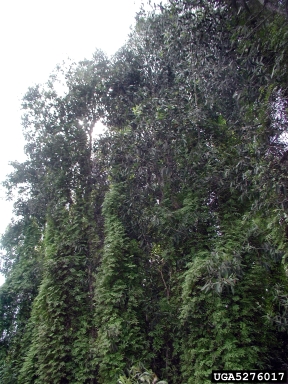 old world climbing fern, Lygodium microphyllum  (Polypodiales: Lygodiaceae) - 5276017