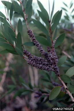 melaleuca, Melaleuca quinquenervia  (Myrtales: Myrtaceae) - 5276025
