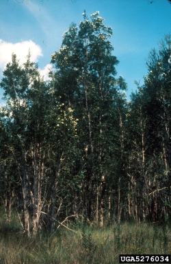 melaleuca, Melaleuca quinquenervia  (Myrtales: Myrtaceae) - 5276034