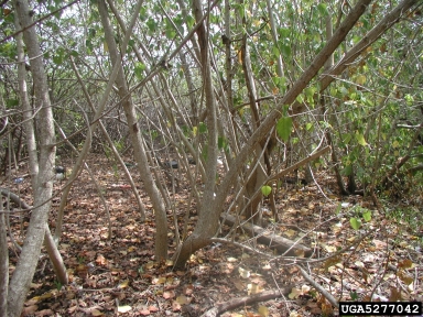 portia tree, Thespesia populnea  (Malvales: Malvaceae) - 5277042