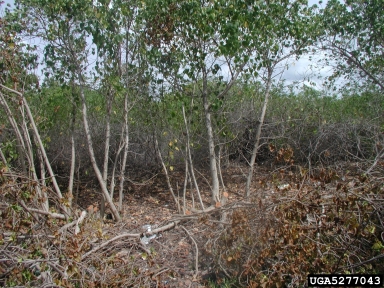 portia tree, Thespesia populnea  (Malvales: Malvaceae) - 5277043