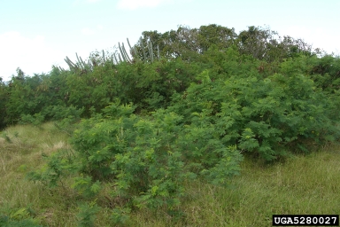 leadtree, Leucaena spp.  (Fabales: Fabaceae (Leguminosae)) - 5280027