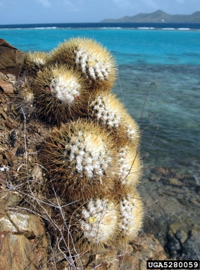 woolly nipple cactus, Mammillaria nivosa  (Caryophyllales: Cactaceae) - 5280059