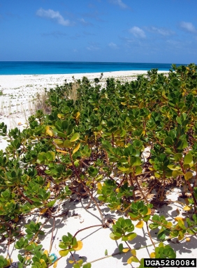 gullfeed, Scaevola plumieri  (Campanulales: Goodeniaceae) - 5280084
