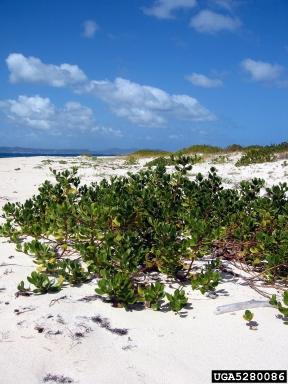 gullfeed, Scaevola plumieri  (Campanulales: Goodeniaceae) - 5280086