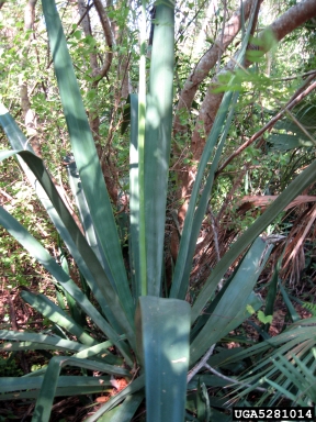 agave, Agave spp.  (Liliales: Agavaceae) - 5281014