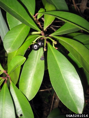 shoebutton ardisia, Ardisia elliptica  (Primulales: Myrsinaceae) - 5281016