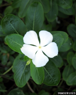 Madagascar periwinkle, Catharanthus roseus  (Gentianales: Apocynaceae) - 5281023