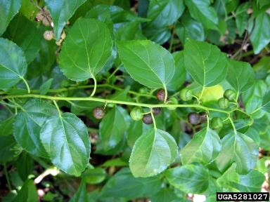 Asian nakedwood, Colubrina asiatica  (Rhamnales: Rhamnaceae) - 5281027