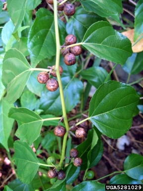 Asian nakedwood, Colubrina asiatica  (Rhamnales: Rhamnaceae) - 5281029