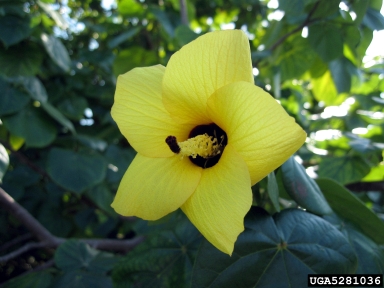 sea hibiscus, Hibiscus tiliaceus  (Malvales: Malvaceae) - 5281036