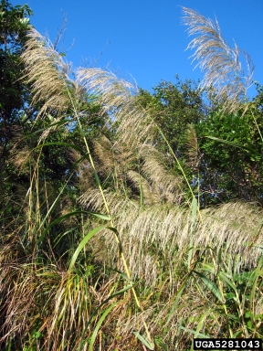 burmareed, Neyraudia reynaudiana  (Cyperales: Poaceae) - 5281043
