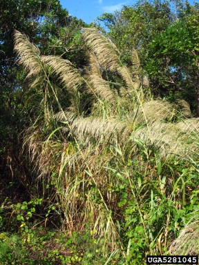 burmareed, Neyraudia reynaudiana  (Cyperales: Poaceae) - 5281045