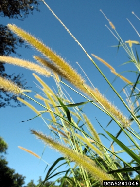elephant grass, Pennisetum purpureum  (Cyperales: Poaceae) - 5281046