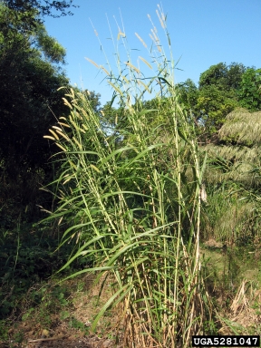elephant grass, Pennisetum purpureum  (Cyperales: Poaceae) - 5281047