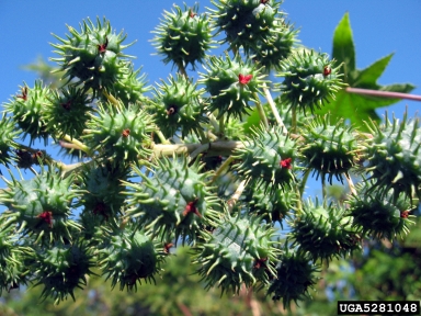 castorbean, Ricinus communis  (Euphorbiales: Euphorbiaceae) - 5281048