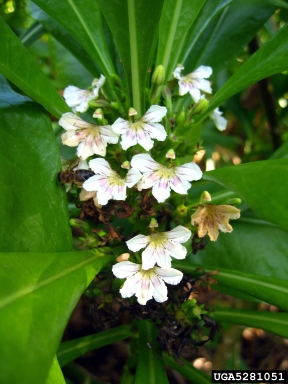 beach naupaka, Scaevola taccada  (Campanulales: Goodeniaceae) - 5281051