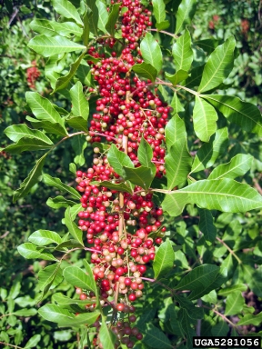 Brazilian peppertree, Schinus terebinthifolius  (Sapindales: Anacardiaceae) - 5281056